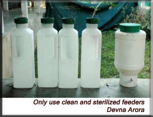 Devna Arora - Clean feeders